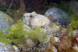 Long Spined Sea Scorpion taken at Trefor North Wales by Alan Fryer 